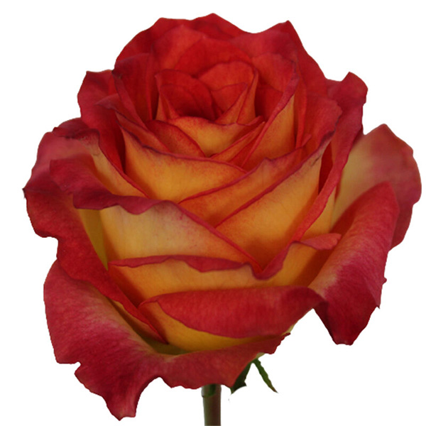 Pink Roses